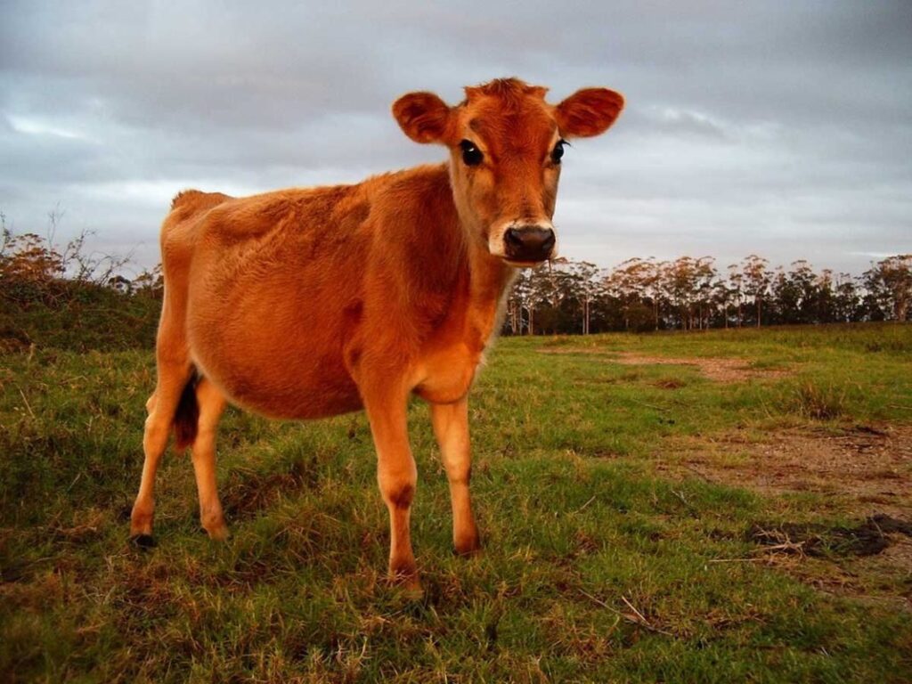 Red Heifer photo credit Times of Israel