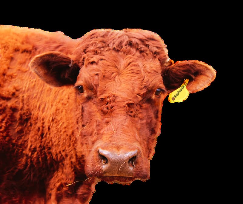 Parashat Chukat The Red Heifer image