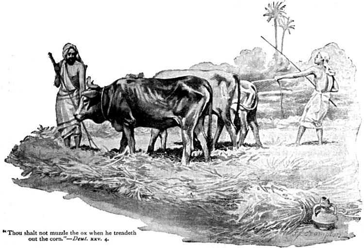 Ki Tetze Thou shalt not muzzle the ox when he treadeth out the corn James Shaw Crompton 1900